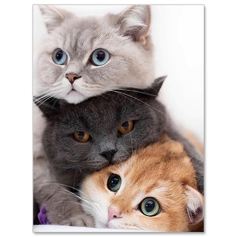 5D Diamond Painting Drei Katzen - Unique-Diamond