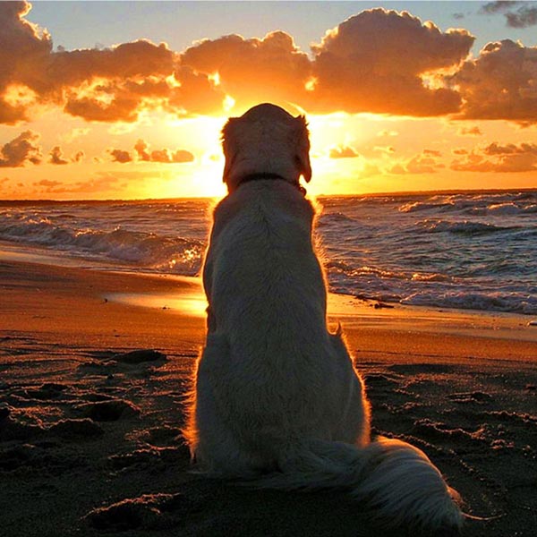 5D Diamond Painting Hund beim Sonnenuntergang - Unique-Diamond