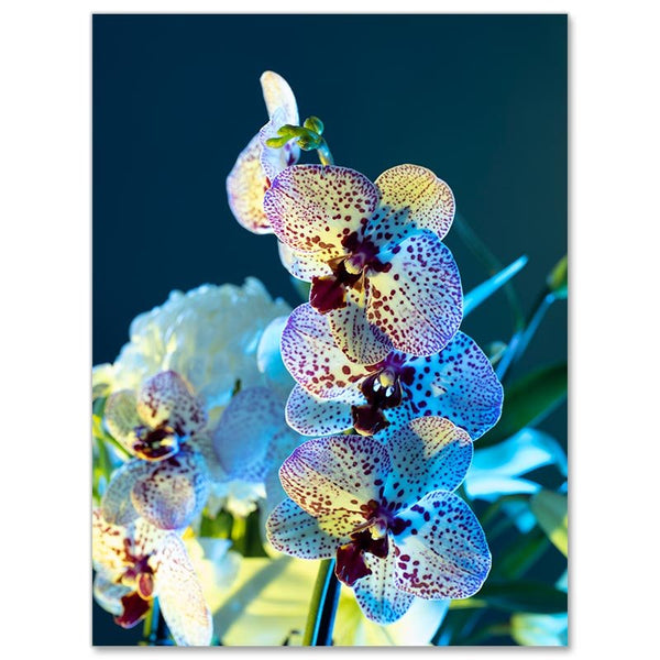 5D Diamond Painting Lila Weiße Orchideen - Unique-Diamond