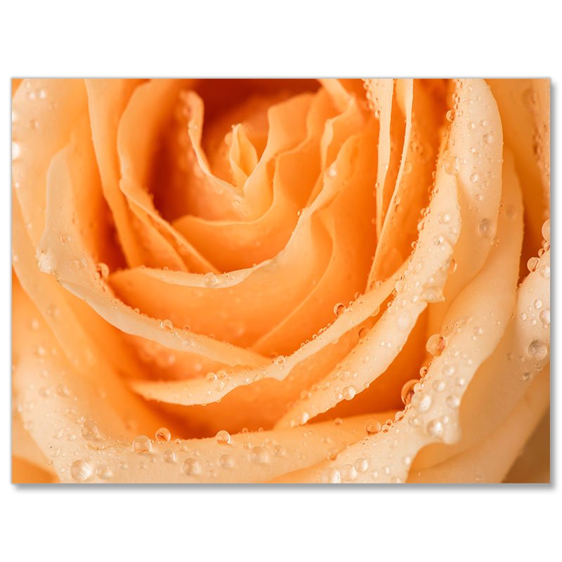 5D Diamond Painting Orange Rose - Unique-Diamond