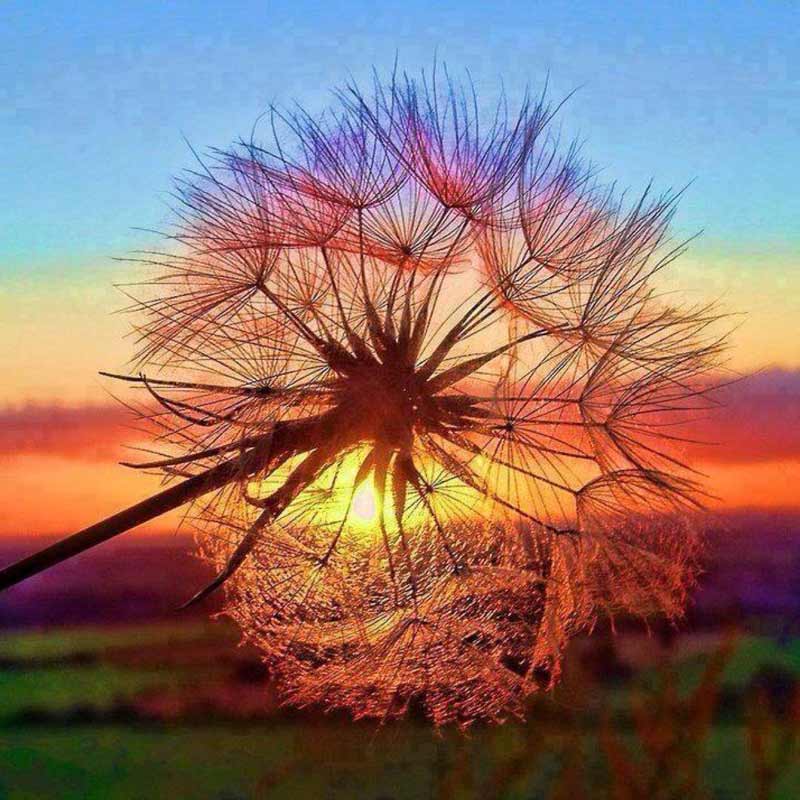 5D Diamond Painting Pusteblume bei Sonnenuntergang - Unique-Diamond