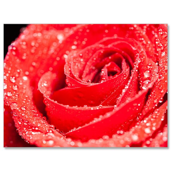5D Diamond Painting Rose mit Wassertropfen - Unique-Diamond