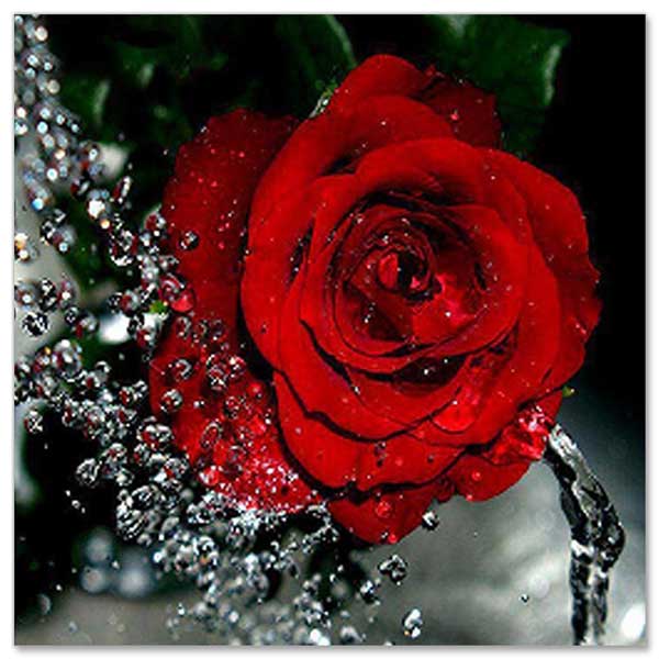 5D Diamond Painting Rote Rose mit Wasserspritzer - Unique-Diamond