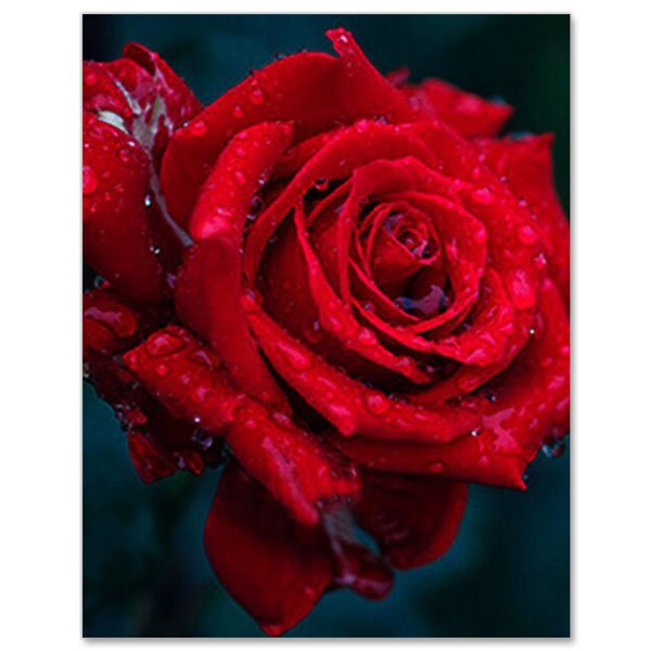 5D Diamond Painting rote Rose mit Wasserspritzer - Unique-Diamond