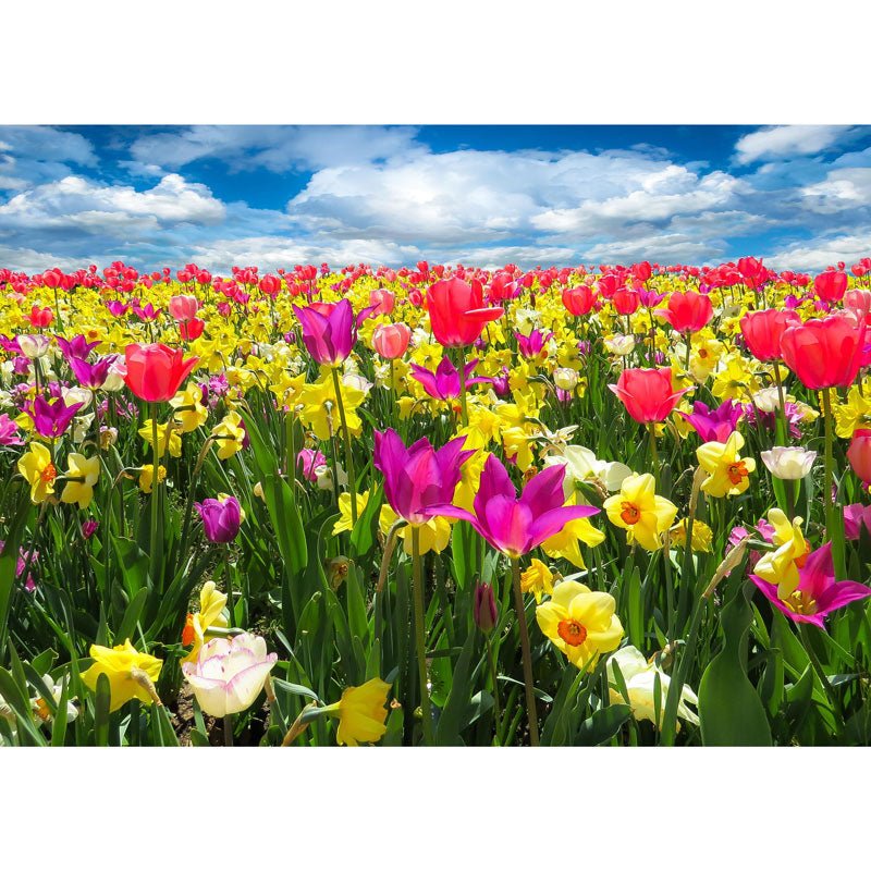 5D Diamond Painting Tulpen und Narzissen Feld - Unique-Diamond