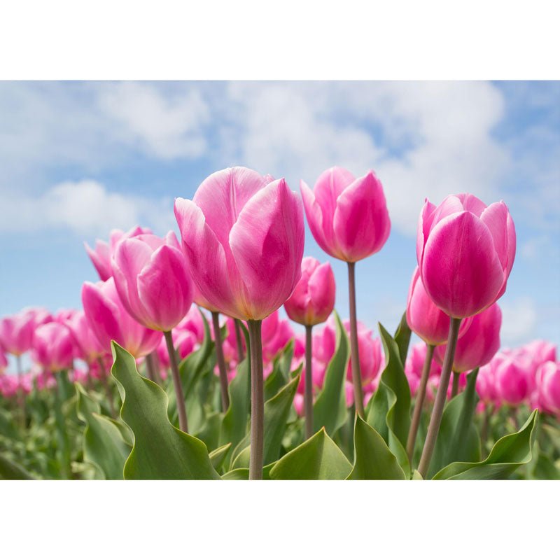 5D Diamond Painting Tulpenfeld - Unique-Diamond