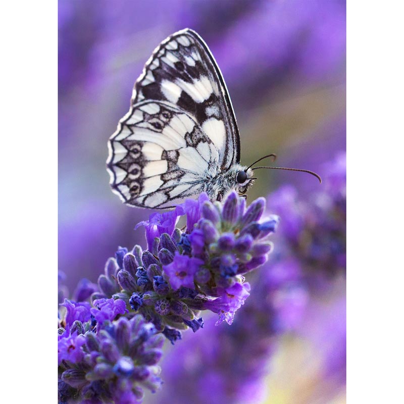 5D Diamond Painting Weißer Schmetterling - Unique-Diamond